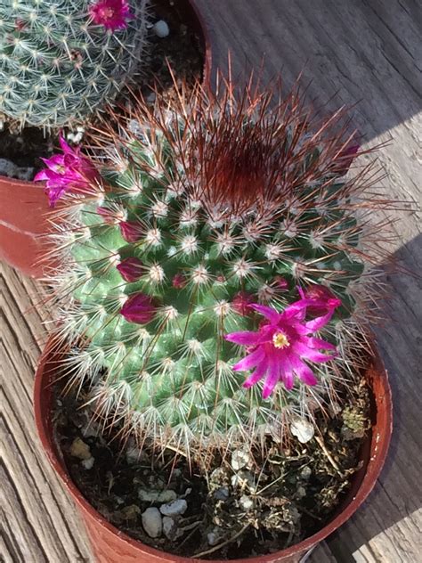 Arizona Cactus Cactus