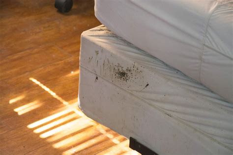 How To Get Bed Bugs Out Of Furniture Best Hotel Bed