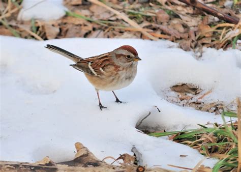 Backyard Winter Birds In Indiana Bird Advisors