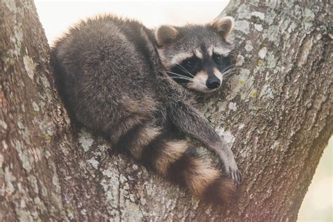 Raccoon Cute Animals