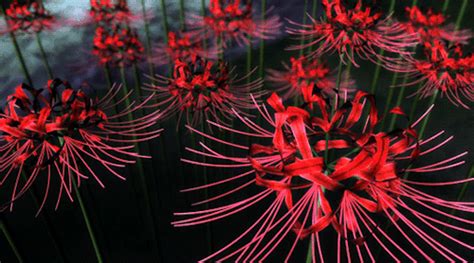 Red Spider Lily Anime Wallpaper