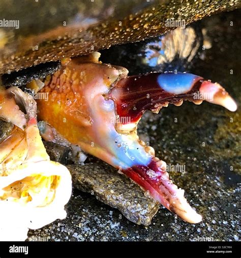 Rainbow Crab Hi Res Stock Photography And Images Alamy