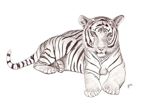 Tigre Para Dibujar En Lapiz Imagui
