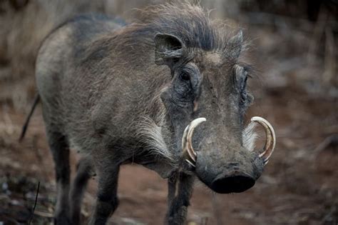 Mitos Babi Ngepet Berasal Dari Gunung Kawi Dan Minta Tumbal Anak Yang