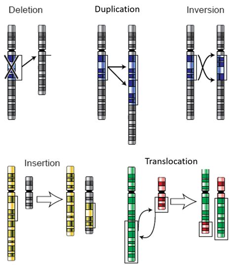 Mutation Chromosomique Pdf Mutation Chromosomique Def Lifecoach