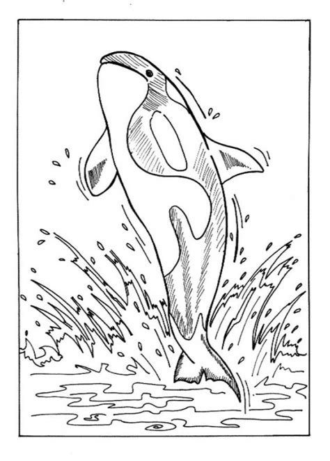 Https://wstravely.com/coloring Page/free Printable Whale Coloring Pages