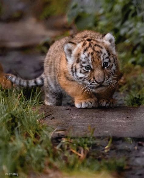 Five Week Old Tiger Cub At Banham Zoo Photo By Eephotog Raww