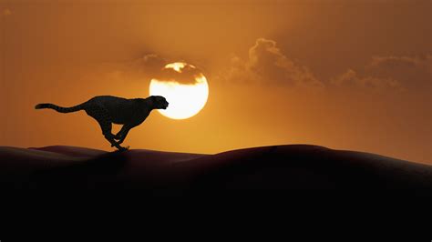 Sun Cheetah Sand Dunes Clouds Sunset Running Silhouette Desert