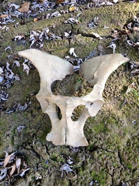 Deer Pelvic Bone Found On The River Bank Perfect For Altar Pelvic Bone