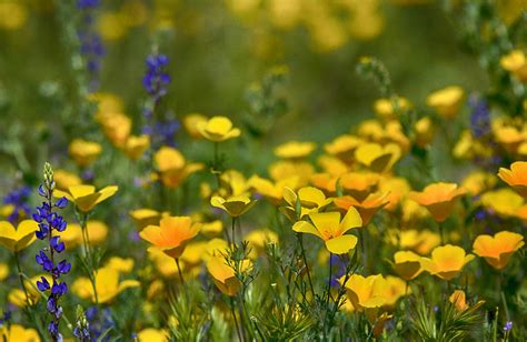 Southwest Wildflowers Photograph By Saija Lehtonen