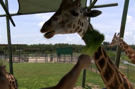 Lion Country Safari Celebrates World Giraffe Day