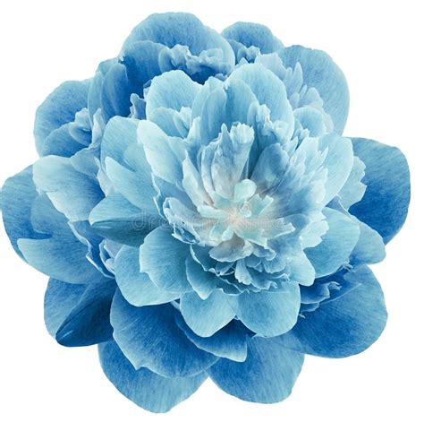 Flower Blue Peony Flower Isolated On A White Background Close Up