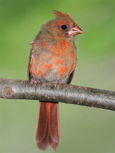 Juvenile Male Cardinal Stock Image Image Of Passerine 20437773