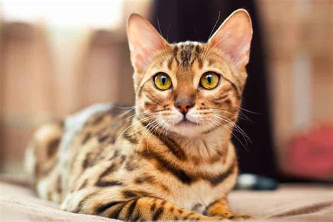 Bengal Cat Breed Profile Pets4life Dog Training