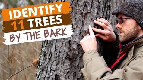 Identify 11 Trees By The Bark Easy Tips Youtube