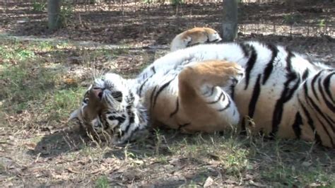 Funny Sleepy Tiger Roll Youtube