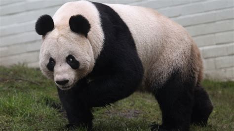 Edinburghs Female Panda Artificially Inseminated Channel 4 News