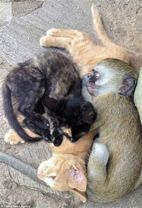 Little Horace The Monkey Likes To Sleep With His Dog And Cat Friends