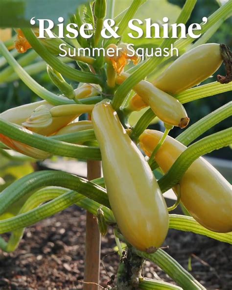Squash Summer Rise And Shine Hybrid Garden Summer ⬆️ Our Rise