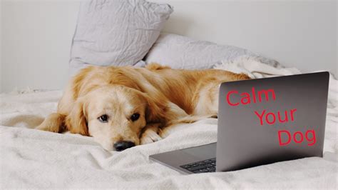 Calm Your Dog While You Are Gone One Hour Gentle Piano Music With Soft
