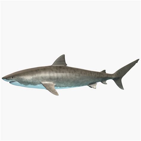 3d models of shark are available for download in fbx, obj, 3ds, c4d and other file formats for 23 software. tiger shark 3d model