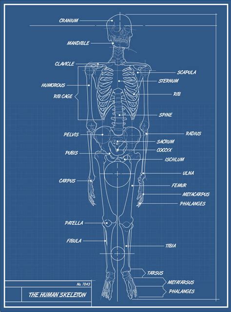The human body is the structure of a human being. Labeled Skeletal System Diagram - Bodytomy