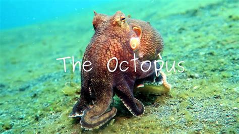 Giant Pacific Octopus Camouflage