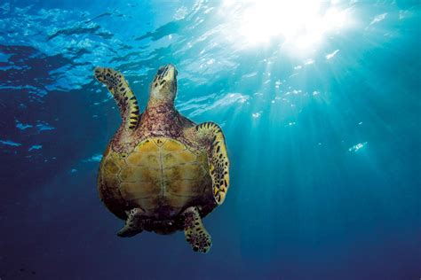 Hawksbills The Most Beautiful Of Sea Turtles — The State Of The World