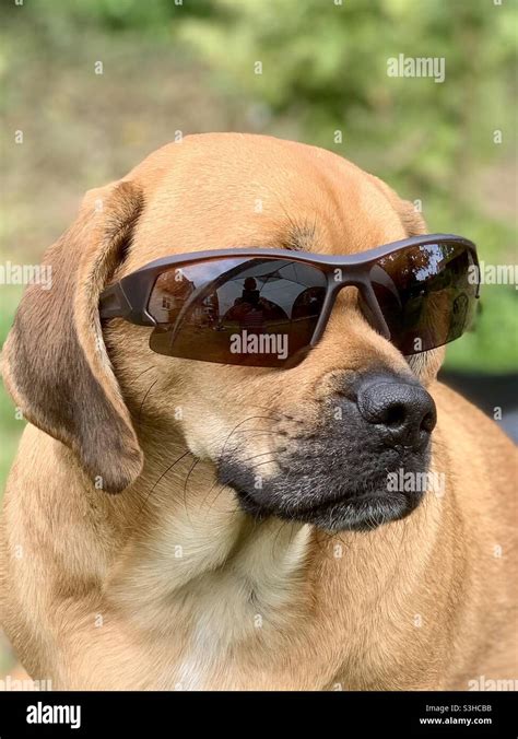 Dog Wearing Sunglasses Stock Photo Alamy