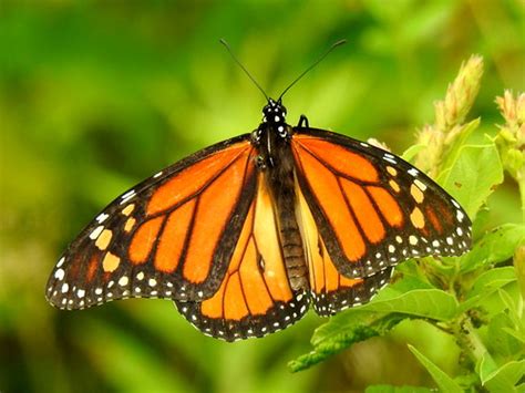Monarch Butterfly Danaus Plexippus Male 2 Phjotographe Flickr
