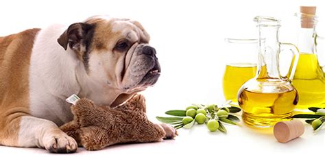 10 Reasons To Add Olive Oil To A Dogs Diet The Munch Zone