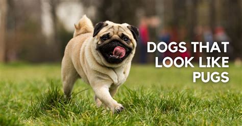 14 Dogs That Look Like Pugs But Arent Puplore