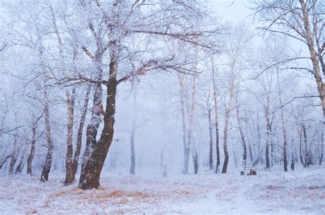 Winter Forest Kostenloses Stock Bild Public Domain Pictures