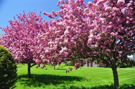 Δέντρα ανθισμένα άνθος άνοιξη λουλούδια φύση ομορφιά διανυσματικό