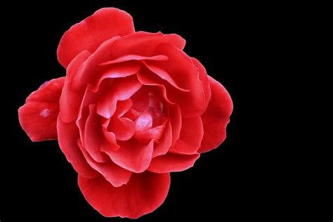 Kostenlose Foto Blühen Blume Blütenblatt Rot Rosa Rote Rose