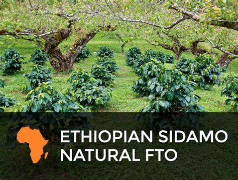 Ethiopia Natural Sidamo Fto For Sale Green Coffee Beans
