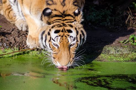 Free Photo Tiger Drinking Water Animal Bengal Drinking Free