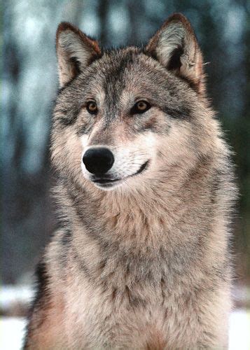 Pin By Niome Ortiz On Wolves Wolf Dog Wolf Pictures Wolf Husky