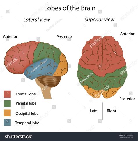Lobes Brain Stock Illustration 155445650 Shutterstock