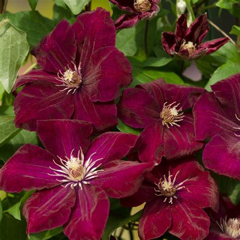 Clematis Rouge Cardinal Groves Nurseries And Garden Centre