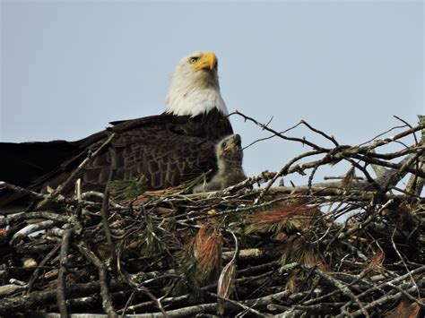 nesting pair of eagles and their eaglets delaware river bald eagle eagles pairs picture