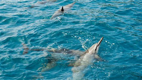 Us Ban On Swimming With Spinner Dolphins Travel Weekly