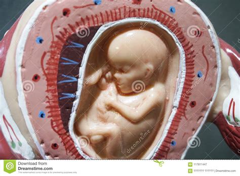 Embryo Model Fetus For Classroom Education Stock Image Image Of