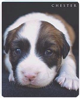 Check out our site for current selections or stop at the shelter to see all the adoptable dogs! Miami, FL - Australian Shepherd/Border Collie Mix. Meet ...