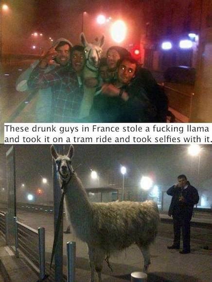 Animal Memes Llama Selfies Funny Memes