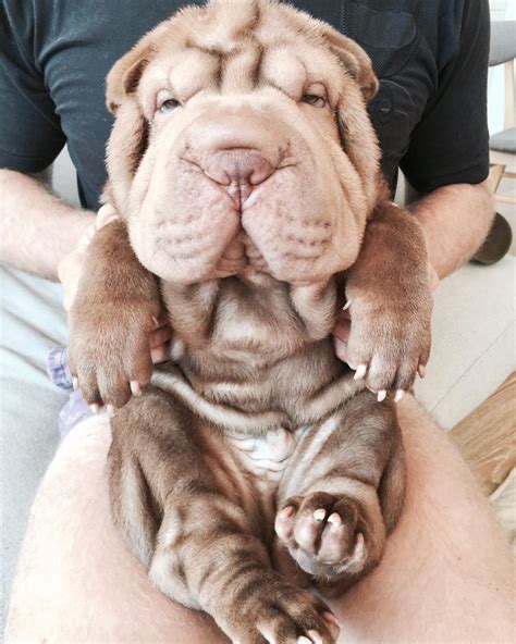 Breed Review Shar Pei 15 Pics Page 2 Of 5 Pettime