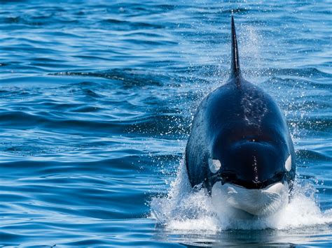 Meet Outer Coast Killer Whales Big Game Hunters Of The Deep Atlas