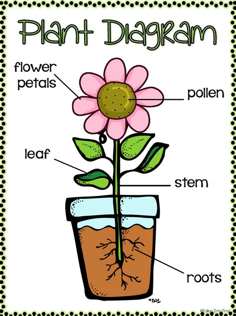 Plants Lesson 1 Parts Of A Plant Biology Quizizz