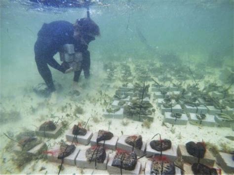 Lessons Learned A Brief History About Restoring The Sponges Of Florida