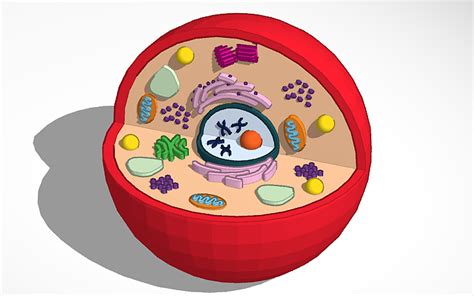 3d Design An Animal Cell Tinkercad